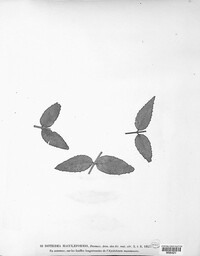 Dothidea maculaeformis image